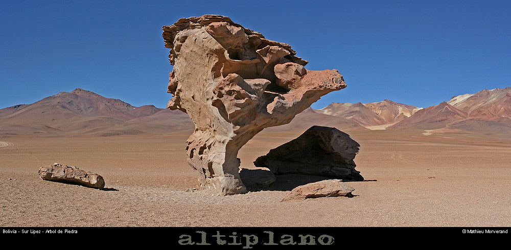 013_06_arboldepiedrapano