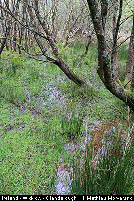 glendalough_glenealoriver5