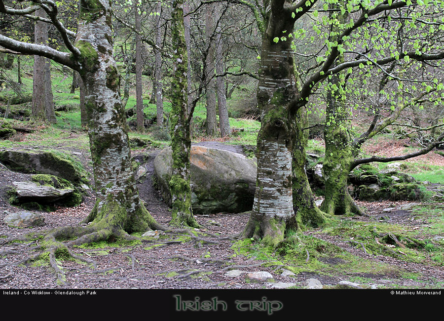 glendalough_park01