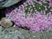 20030628_bishorn029