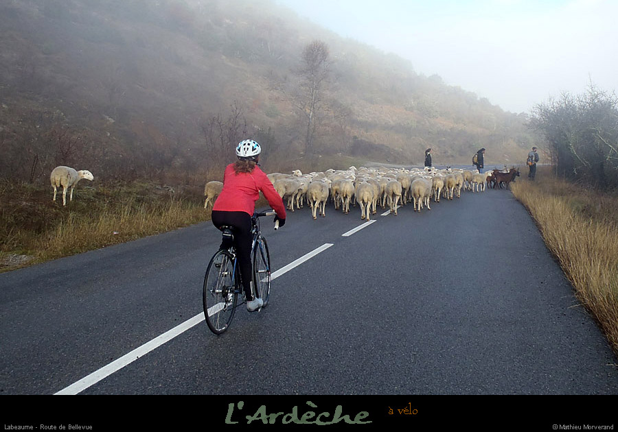 20121216_cyclo_labeaume_rtebellevue_moutons
