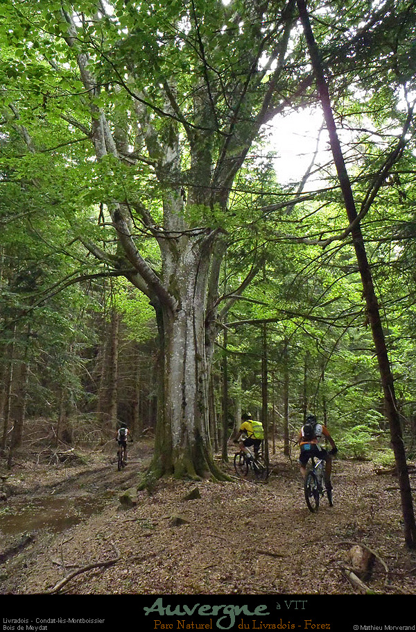 20130618_vtt_livradois_condatlesmontboissier_boisdemeydat3