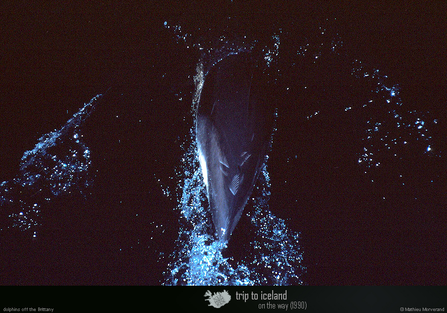 19900902_dauphins_2