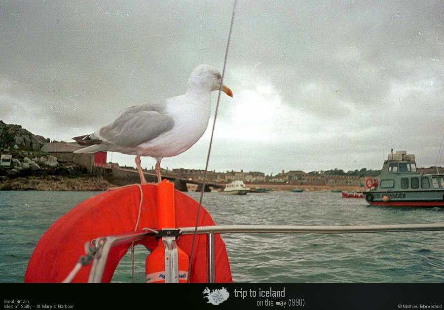 19900903_scilly_hughtown_mouette3
