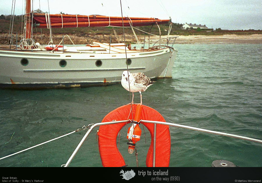 19900903_scilly_hughtown_mouette5