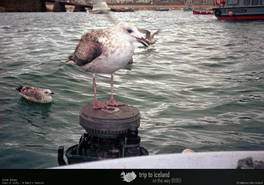 19900903_scilly_hughtown_mouettes1
