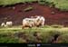 19950900_reykjanesta_moutons_1