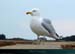 20040216_brehat_phare_du_paon_mouette_7
