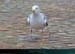 20040216_brehat_phare_du_paon_mouette_8