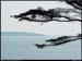 20040412_arzon_petitmont_rivagesapins_04