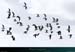 20190317_groix_penmenpteoiseaux1