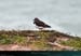 20190316_cotesau_ptepercho15