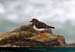 20190316_cotesau_ptepercho16