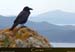20180415_capurossu_turghiucorbeau1