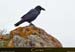 20180415_capurossu_turghiucorbeau2