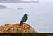 20180415_capurossu_turghiucorbeau3