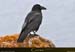 20180415_capurossu_turghiucorbeau4