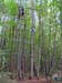 canopeeidf_01