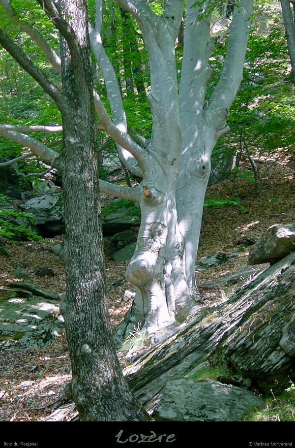 20020721_canyonroujanel_environs_3