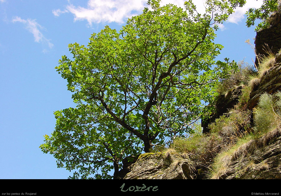 20020731_roujanelcanyon_arbre