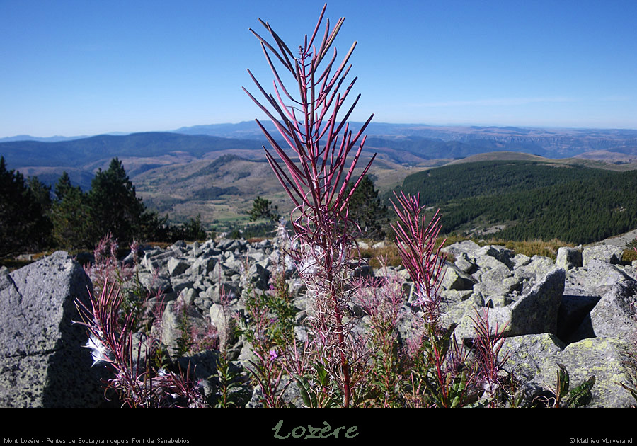 20100911_mtlozere_cornichedusouteyran_finiels5