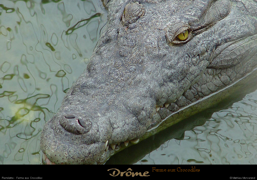 20020714_fermeauxcrocodiles_49