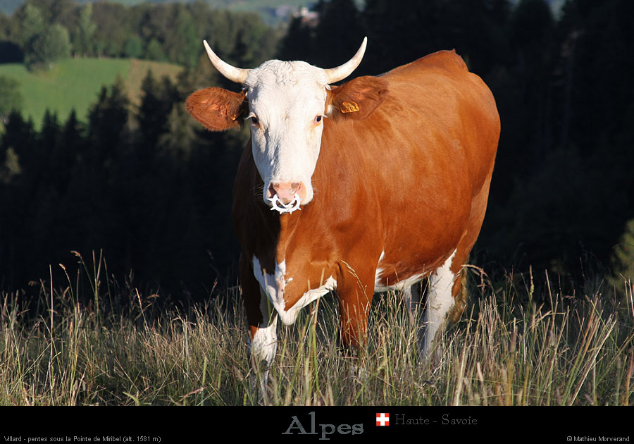 20110715_htesavoie_pentesptemiribel2