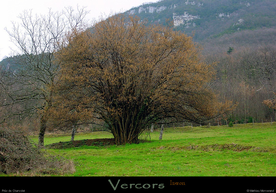 20020301_izeron_arbre