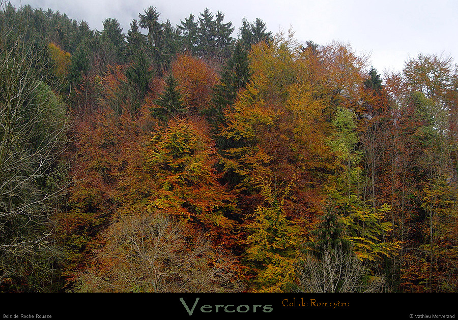 20021025_valleeromeyere_foret_2