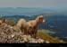 20020822_grdveymont_moutons_1