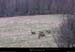 20020405_bouvante_foretdambel_chevreuils_3