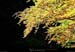 20011001_coldelabataille_automne2